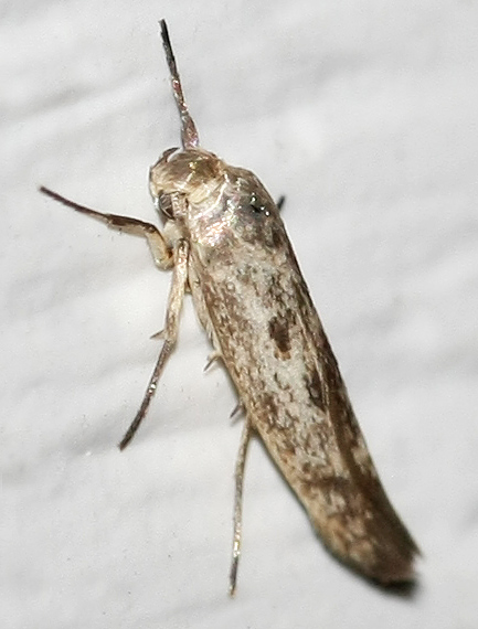 Scythris limbella